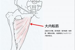 大内転筋図解