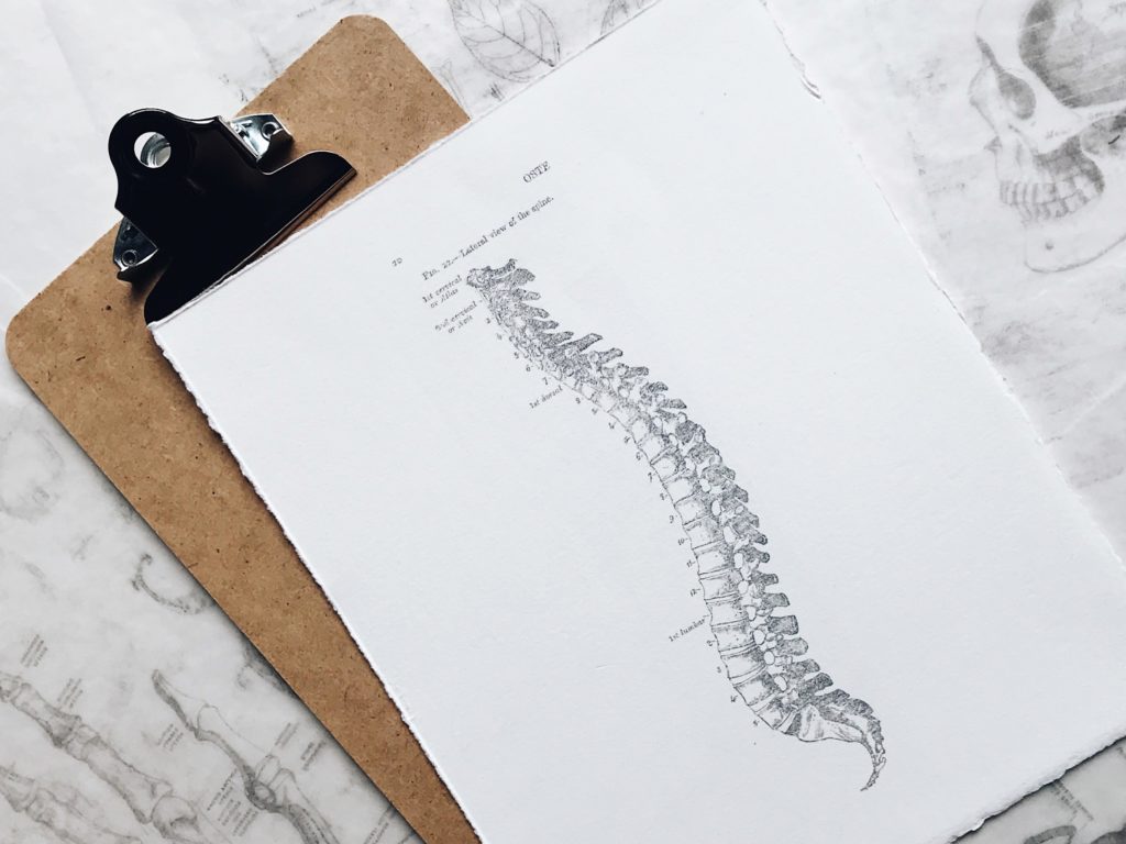 脊椎の骨