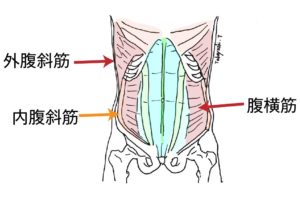 腹部の筋肉群図