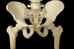 股関節と骨盤帯の骨