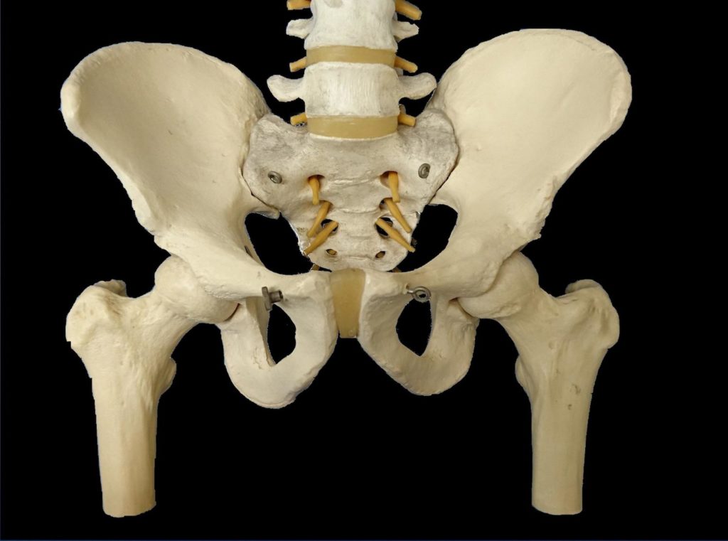 股関節と骨盤帯の骨格